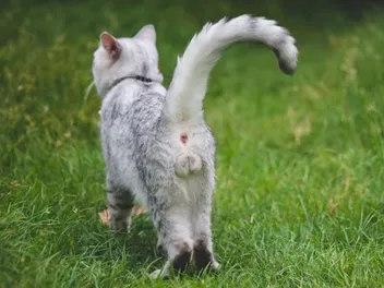 How to Tell Whether a Male Cat Is Fixed: Vet-Verified Facts & Neuter Info