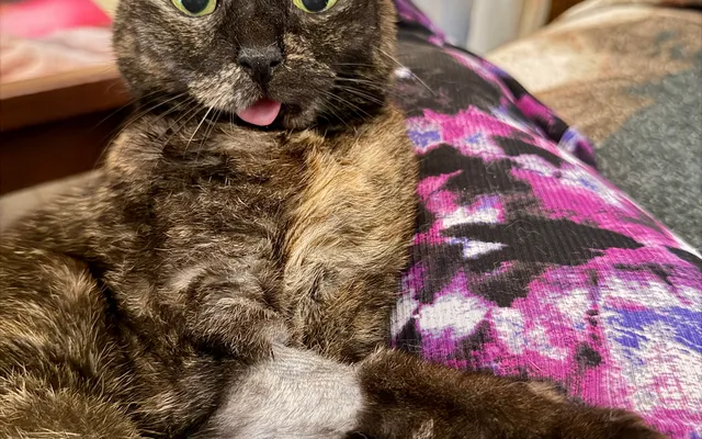How One Tiny Tortie Turned a Dog Person Into the Ultimate Cat Lady