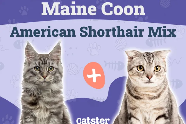 Maine Coon American Shorthair Mix: Info, Pictures & Care Guide