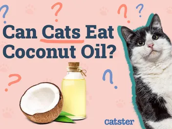 Can Cats Eat Coconut Oil? Vet-Reviewed Nutrition Facts & FAQ