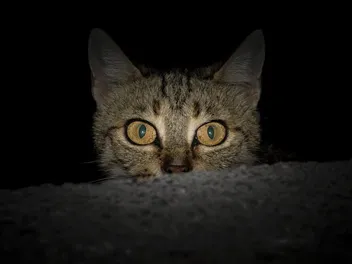 Can Cats See Guardian Angels? Vet-Verified Ocular Science & Info