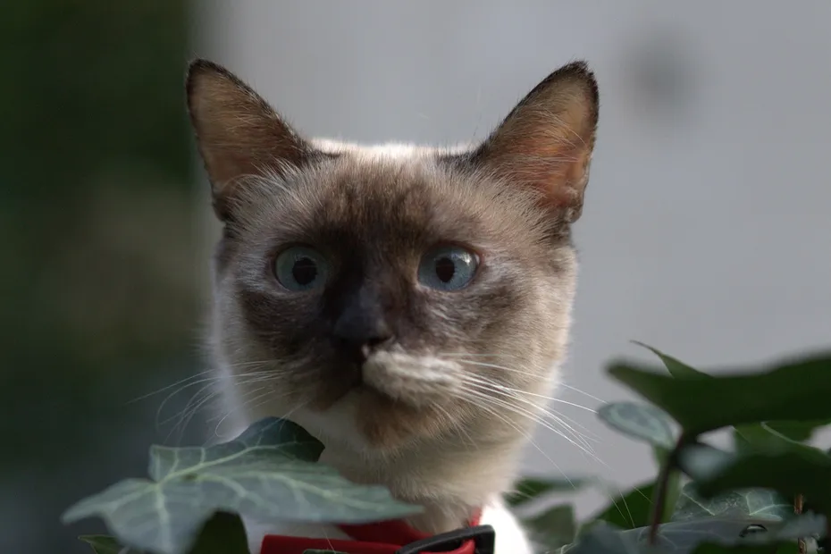 Fawn Burmese Cat Close up picture