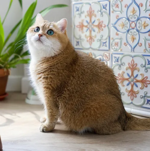 @hosico_cat