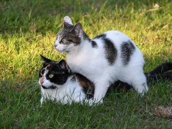 5 Reasons Your Neutered Cat Humps & How to Stop It (Vet Answer)