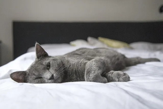 How Do Cats Feel Pain? Vet-Approved Facts & Signs
