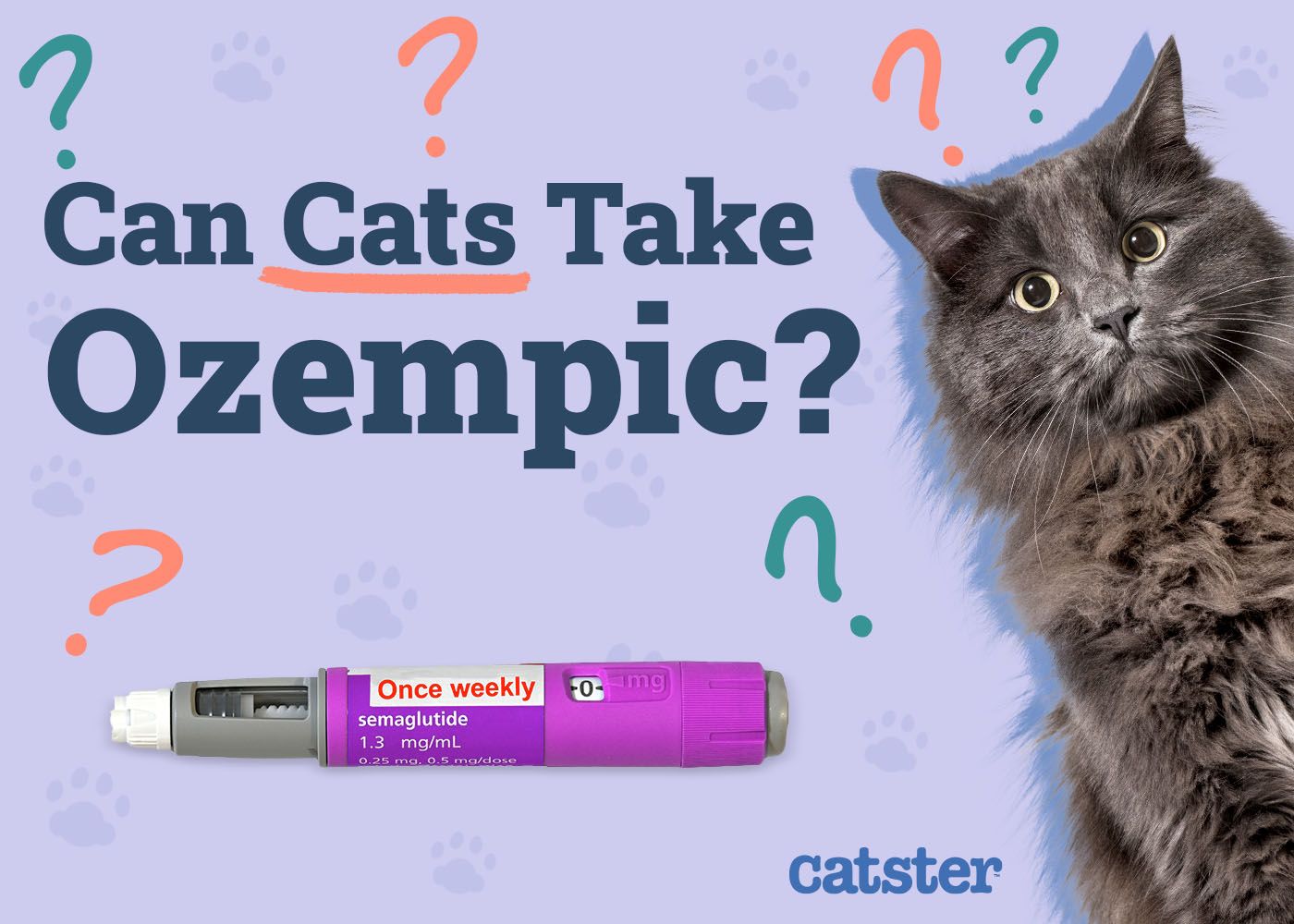 Can Cats Take Ozempic? Our Vet Explains