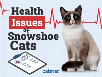 Snowshoe Cat Health Problems: 10 Vet-Reviewed Issues