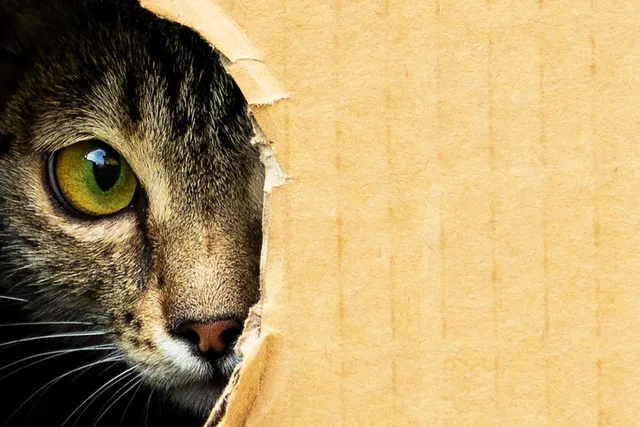 9 Tips for Helping Your Cats Adjust to a Smaller Space in Your New Home