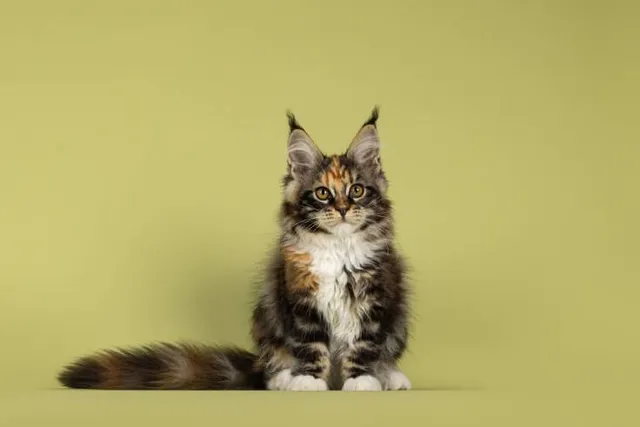How to Discipline a Maine Coon Cat (13 Tips & Tricks)