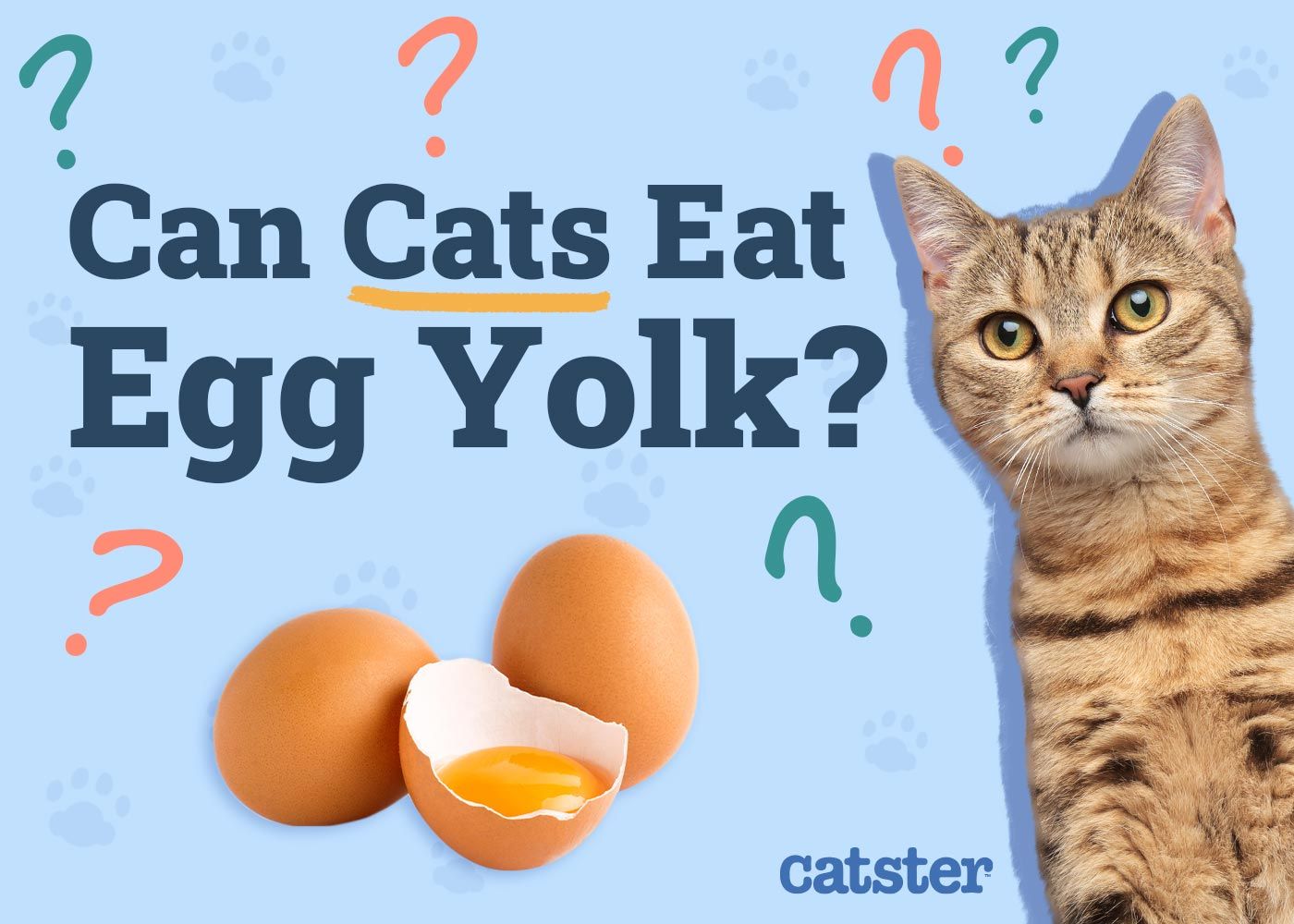 Can Cats Eat Egg Yolk