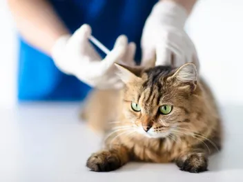 Distemper Vaccine for Cats: Our Vet's Guide