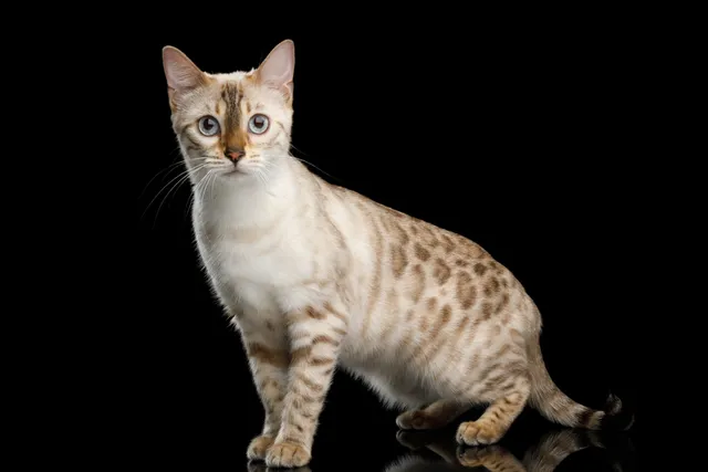 Snow Bengal Cat Breed: Info, Pictures, Temperament & Traits