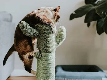 How to Get a Cat to Use a Cat Tree: 6 Vet-Reviewed Tips & Tricks