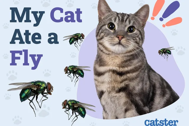 My Cat Ate a Fly: Vet-Verified Dangers & Tips