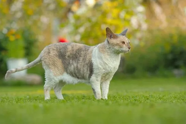 Cornish Rex Price: What They Cost in 2026