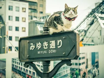 What Place Do Cats Have in Japanese Culture? History, Art & Folklore