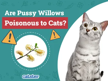 Are Pussy Willows Poisonous to Cats? Vet-Reviewed Houseplants Examined