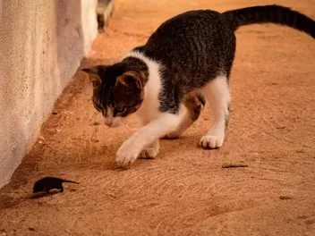 My Cat Killed a Mouse, What to Do? Our Vet Answers & Explains