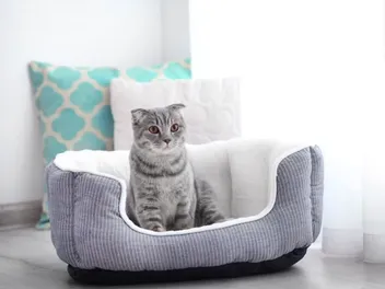 9 Best Heated Cat Beds in 2026 (Indoors & Outdoors) – Reviews & Top Picks