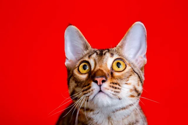 What's an F6 Savannah Cat? Info, Facts, Pictures & History