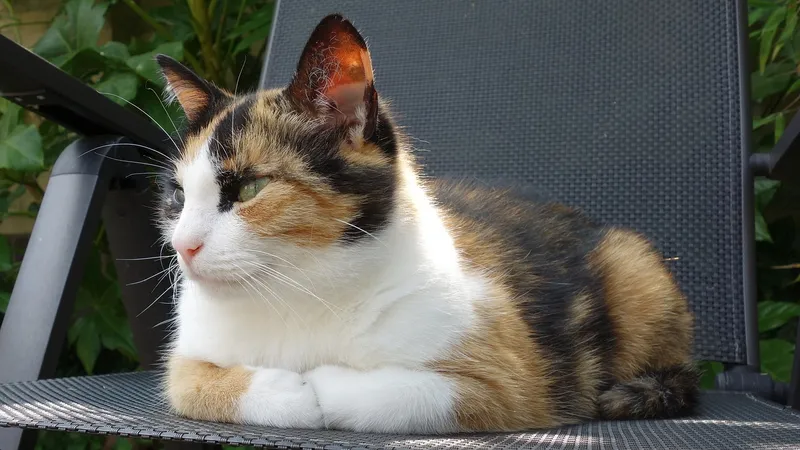 Calico cat lying in the chair