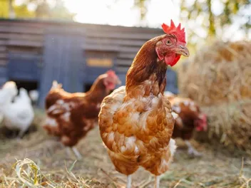 Will Barn Cats Kill Chickens? The Interesting Answer (Vet-Approved)