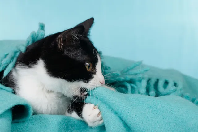 Pica in Cats: Vet-Verified Signs, Causes & Tips for Managing This Eating Disorder
