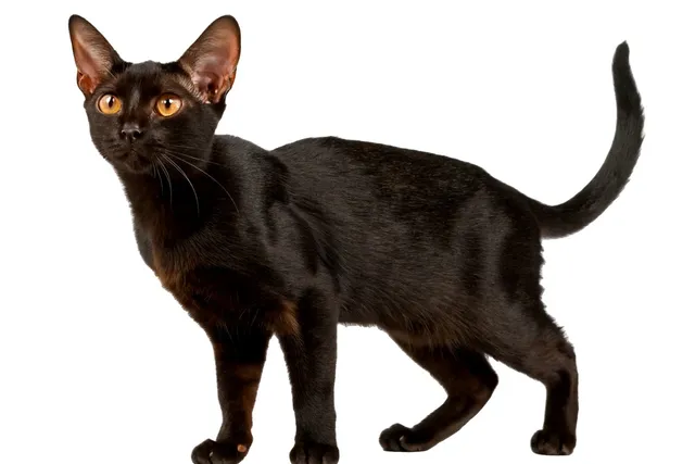 Bombay Cat Breed: Info, Pictures, Temperament & Traits