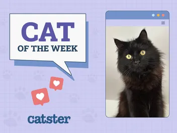Catster Photo Contest: Cats of the Week Winners (November 8, 2024)