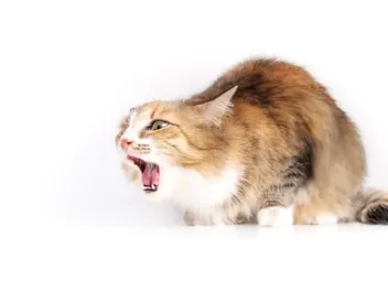 Do Cats Have a Gag Reflex? Facts, FAQ & What the Science Says