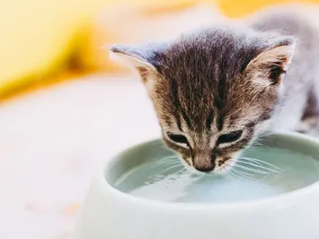 How to Get Your Cat to Drink More Water: 14 Vet-Approved Tips