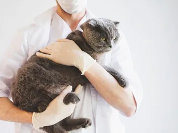 Osteochondrodysplasia in Scottish Folds: Vet Approved Signs, Causes & Care