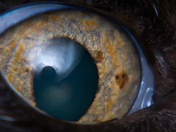 Cat Eye Tumors & Cancer: Our Vet Explains the Causes, Signs & Care