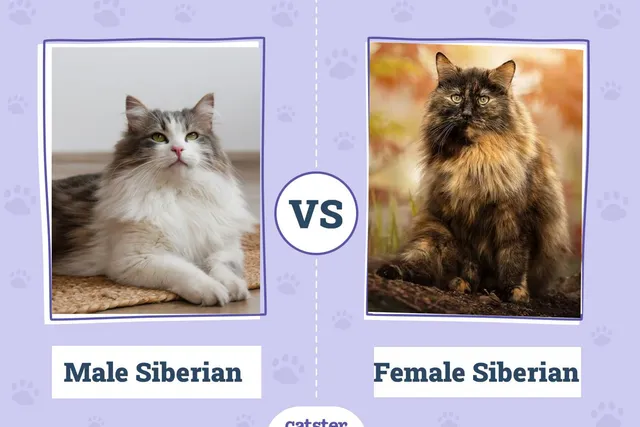 Male vs Female Siberian Cats: What's the Difference? (With Pictures)