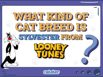 What Kind of Cat Breed Is Sylvester From Looney Tunes? Interesting Cartoon Facts