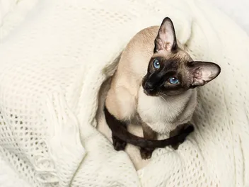 7 Vet-Verified Facts About Seal Point Siamese Cats (With Pictures)