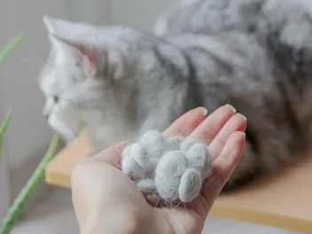 Why Is My Cat Pulling Their Hair Out? 7 Vet-Reviewed Reasons