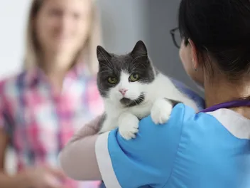 10 Common Cat Skin Problems & How to Handle Them (Vet Answer)