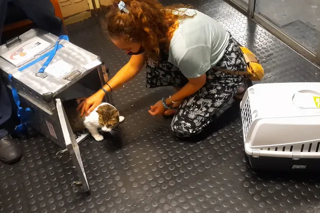 Cats Flying in Cargo: A Nightmare For the Cat & Owner