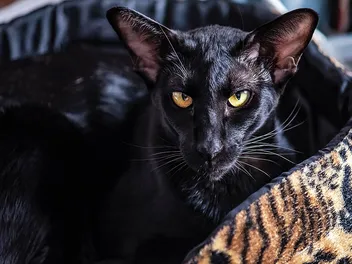 100+ Black Cat Names: Unique & Fun Ideas