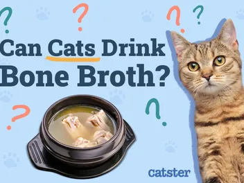 Can Cats Drink Bone Broth? Vet-Approved Nutritional Facts & FAQ
