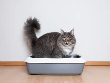 Megacolon in Cats: Signs, Causes, Treatment & Prevention (Vet Answer)