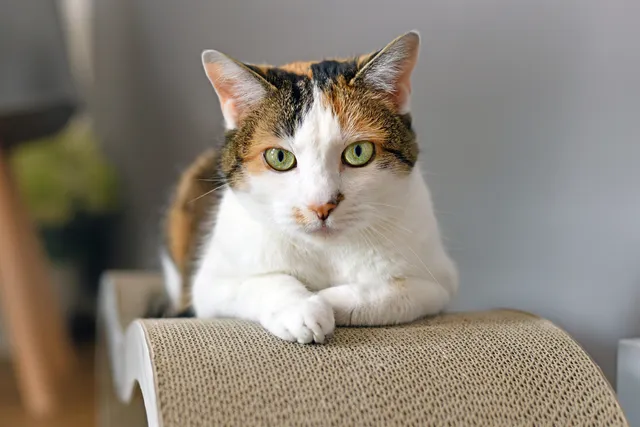 6 Vet-Verified Facts About Cat Eye Colors: Vision, Kittens & Coat Impact