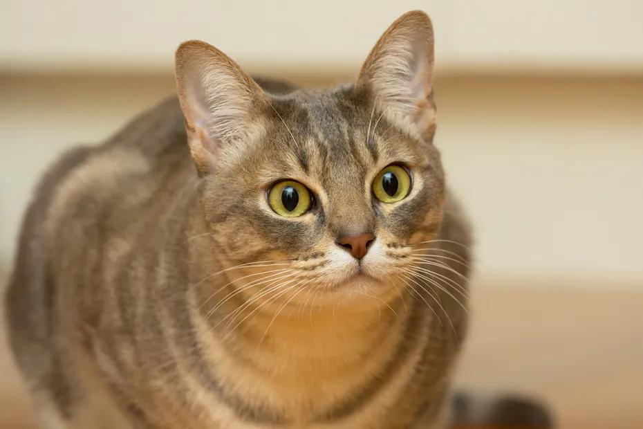 close up of australian mist cat