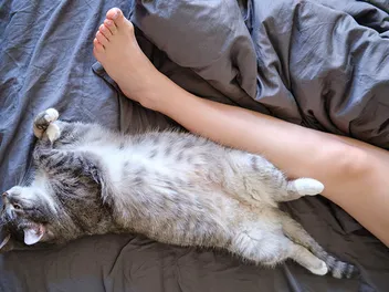Where Do Cats Like to Sleep? 5 Typical Places