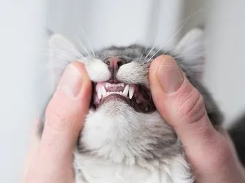 My Cat Lost a Tooth, Should I Be Worried? Vet-Reviewed Facts & Advice