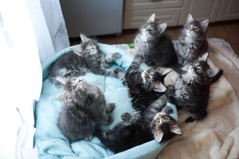 Maine Coon kittens lying on a cat sofa
