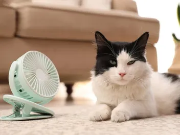 Do Cats Like Fans? Vet-Verified FAQ & Alternatives