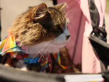 11 Easy DIY Cat Collars You Can Make Today