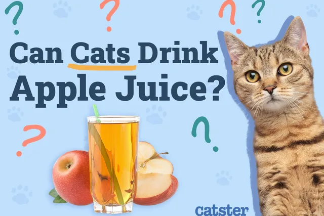Can Cats Drink Apple Juice? Vet-Reviewed Facts & Advice
